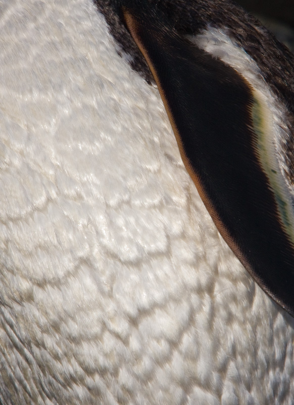 Gentoo Penguin Feather Detail